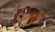 24 Hour & Emergency Exterminators in Rocky Grove, PA